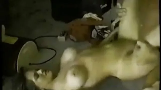 Sexe régulier avec une jolie chienne dans un video hentai comic hôtel